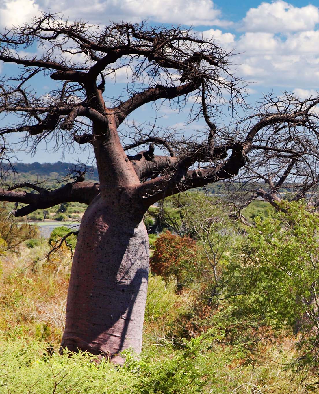 Botswana en un coup d'œil